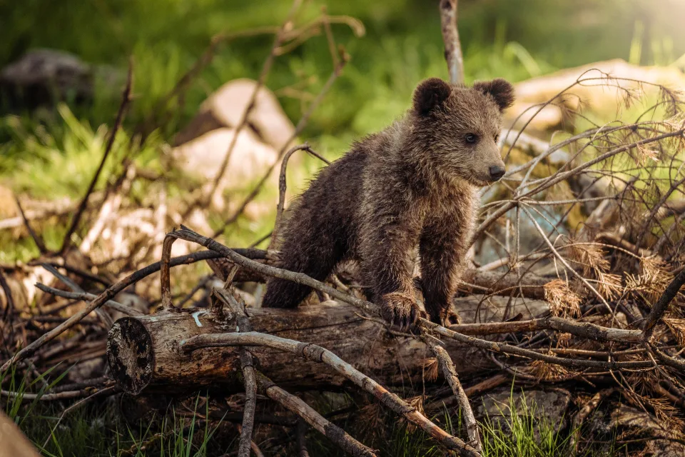 Kleines Braunbärenjunges auf trockenen Ästen im Wald