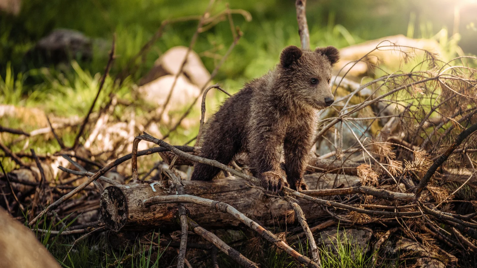 Kleines Braunbärenjunges auf trockenen Ästen im Wald