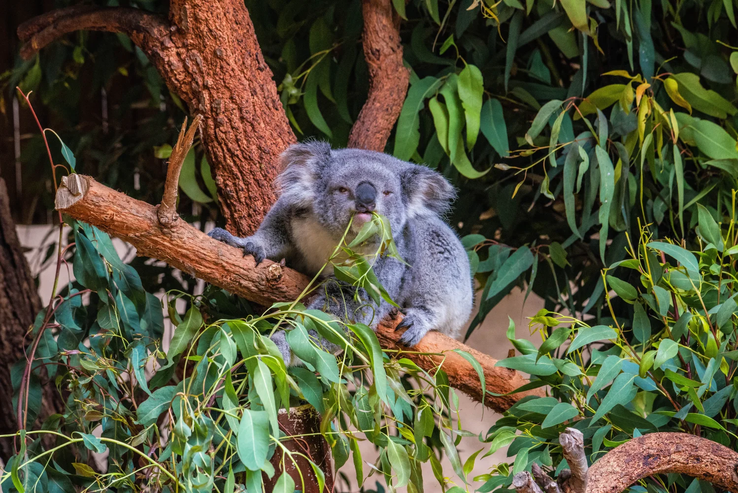 Koala frisst Zweige auf einem Baum