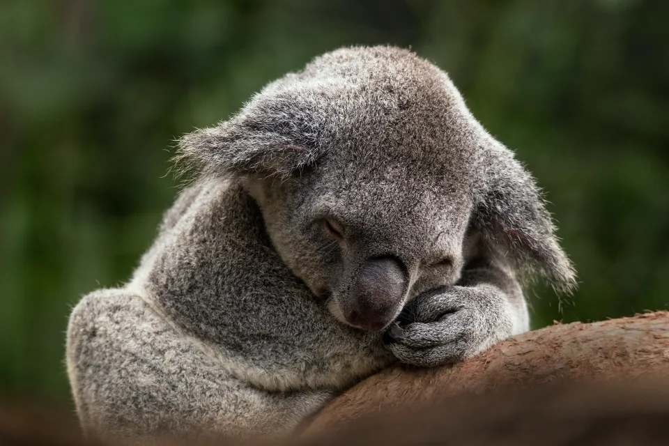 Koala schläft auf einem Ast
