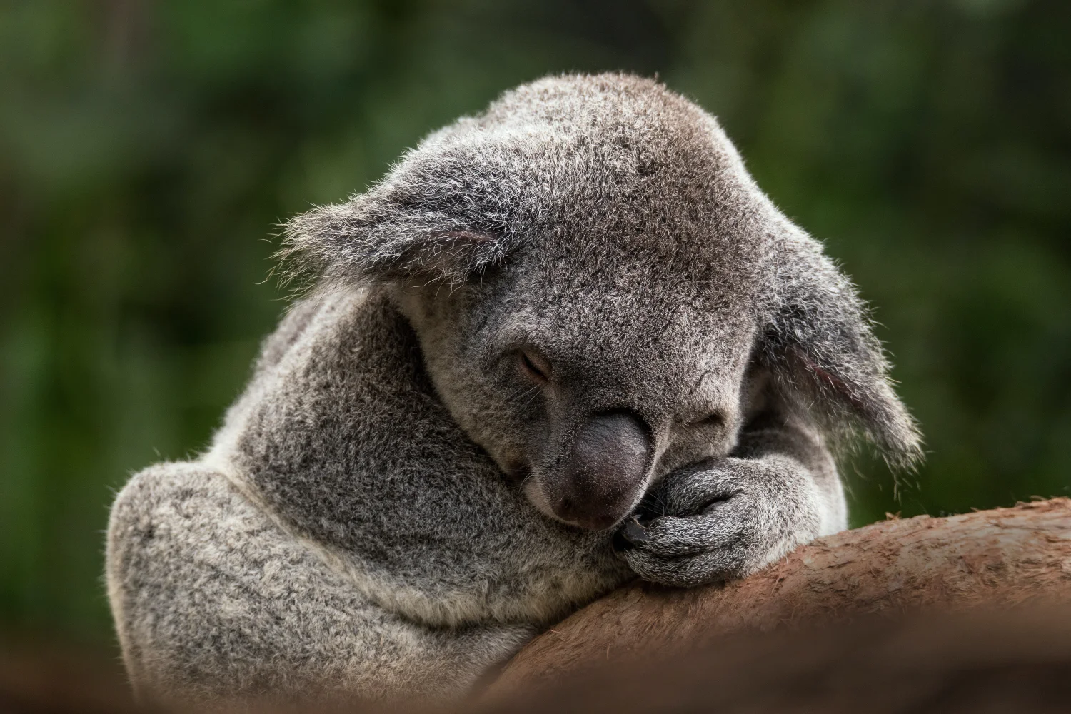 Koala schläft auf einem Ast