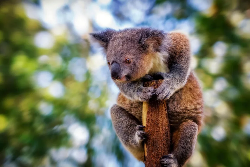 Koala sitzt auf Baum