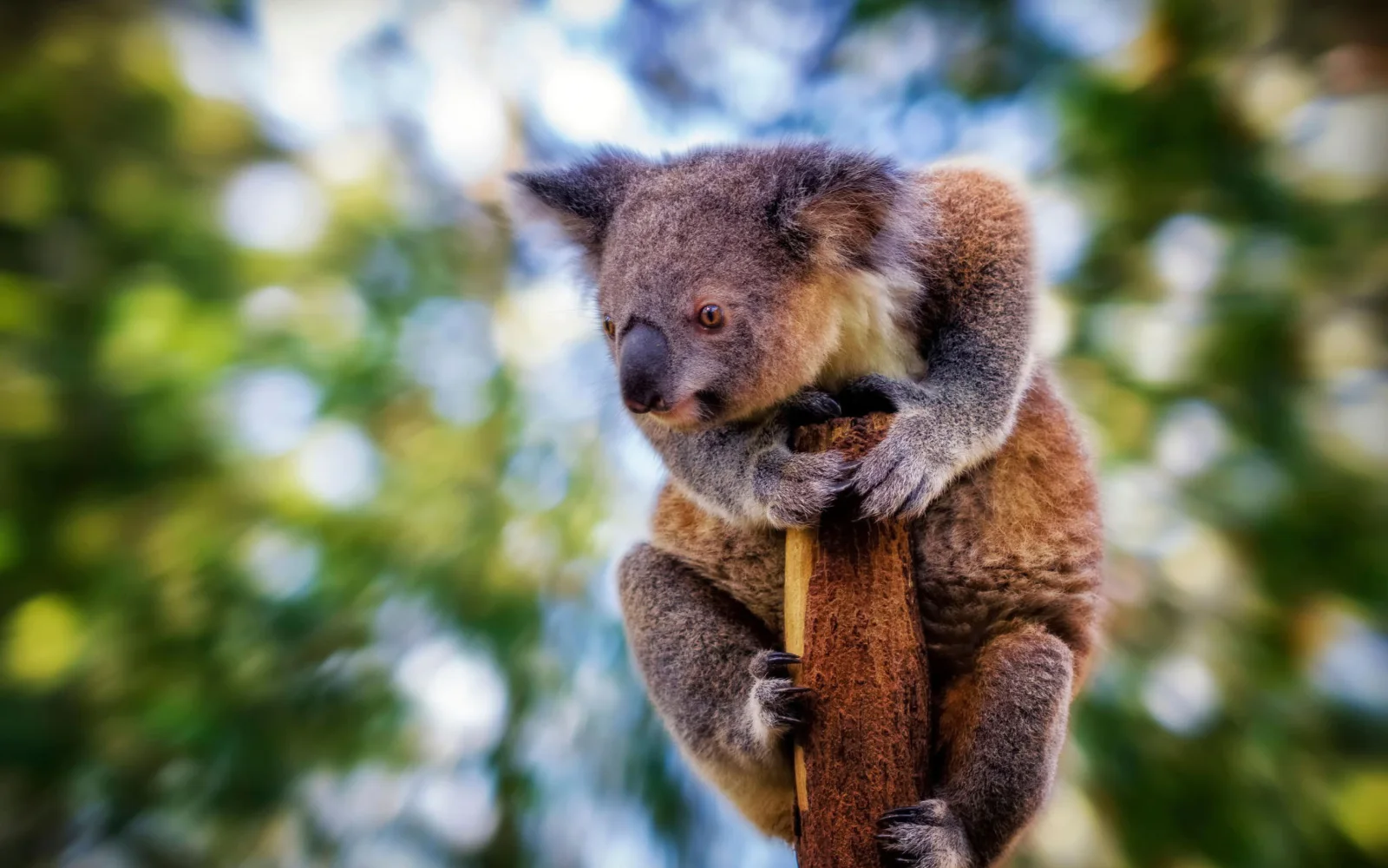 Koala sitzt auf Baum