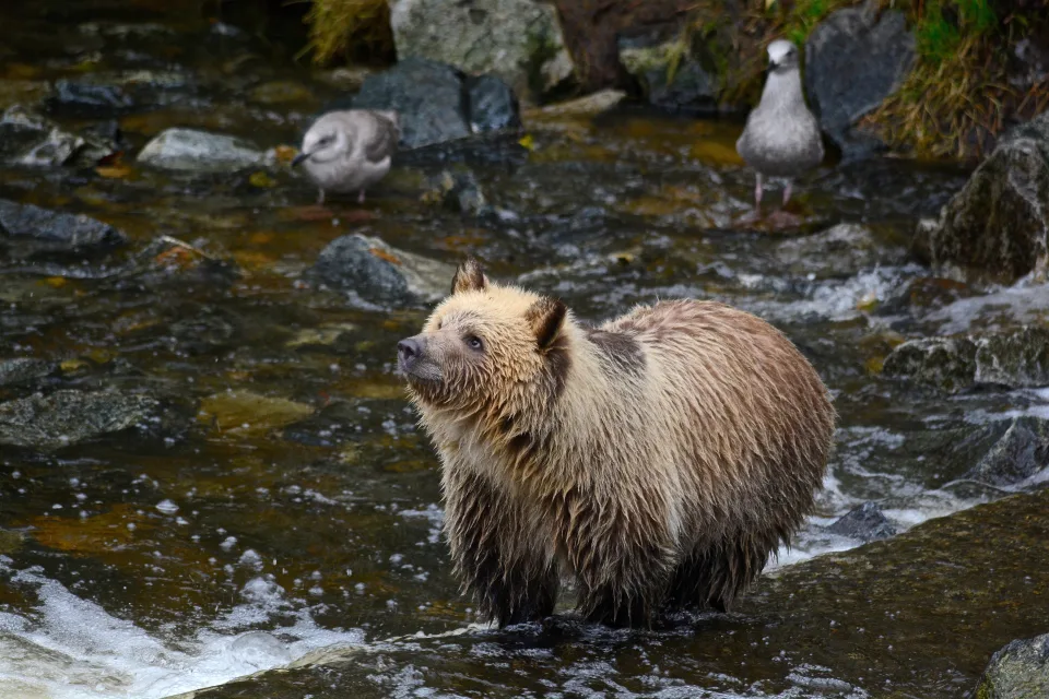 Nasser Braunbär jagt im Fluss