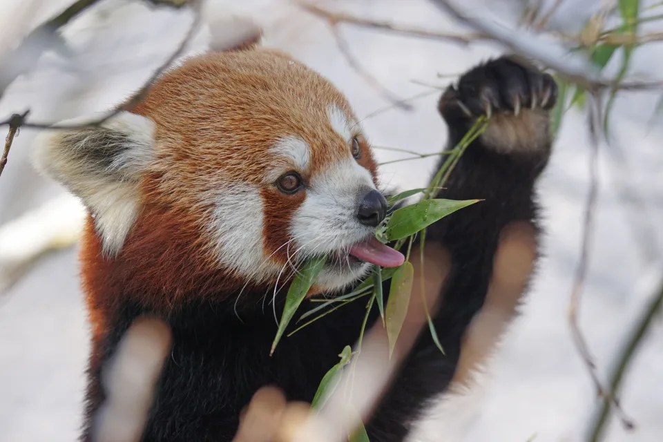 Rote Panda frisst Zweige Eukalyptus