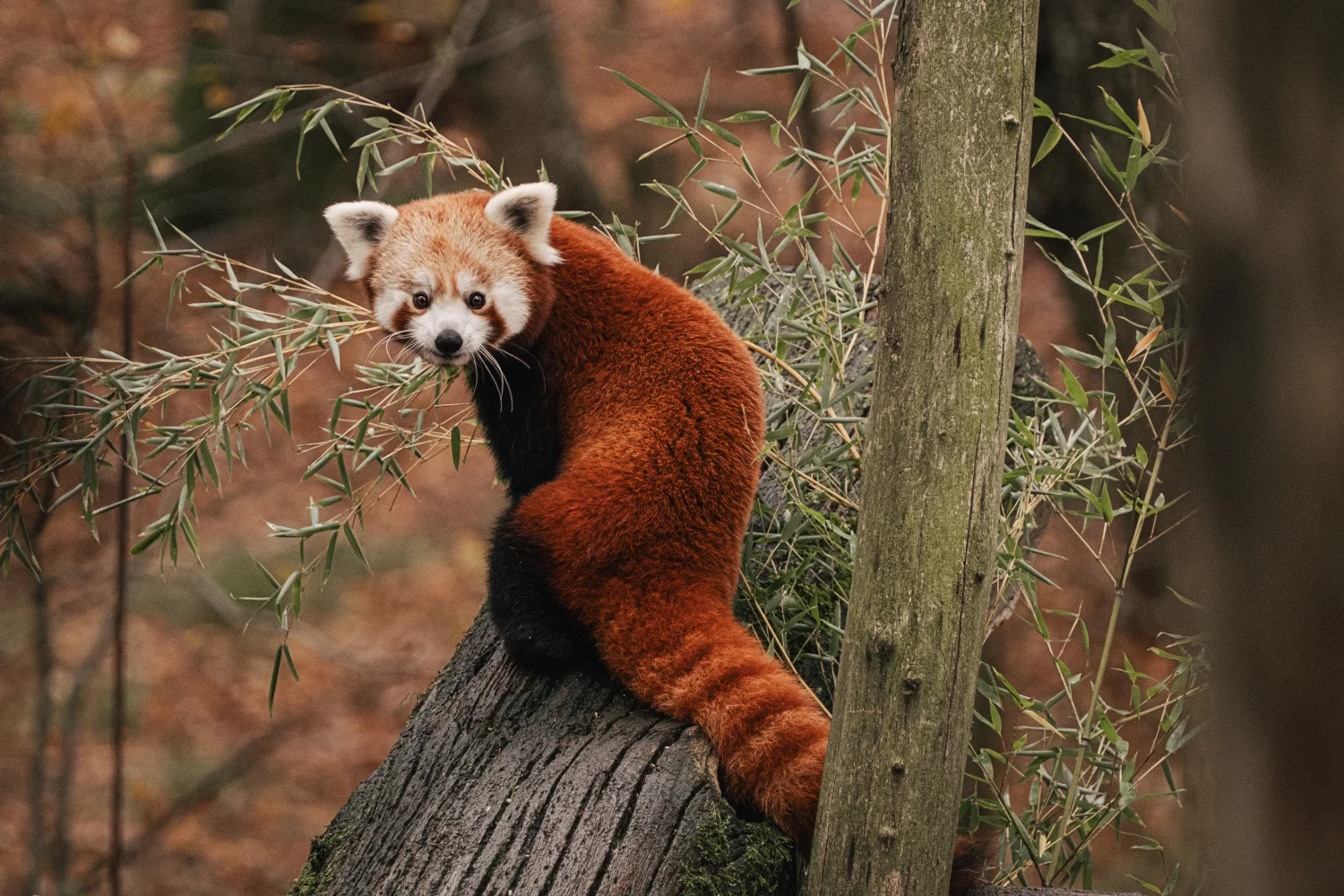 Rote Panda sitzt auf einem Baum Eukalyptus
