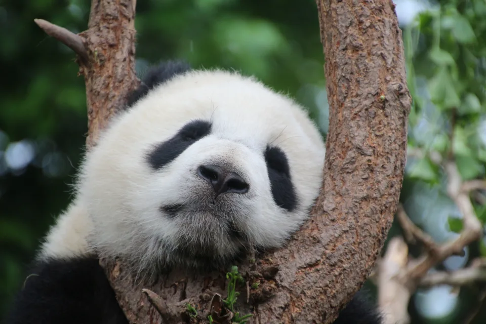 Schlafender Panda auf einem Baum