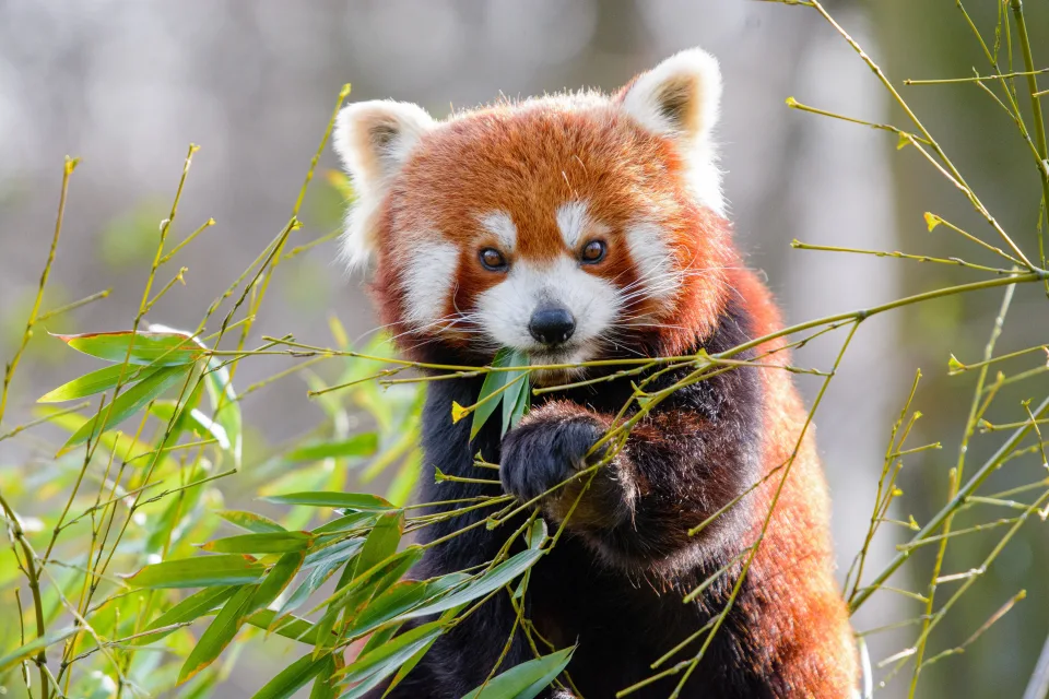 Süße kleine Panda frisst Bambus Zweige