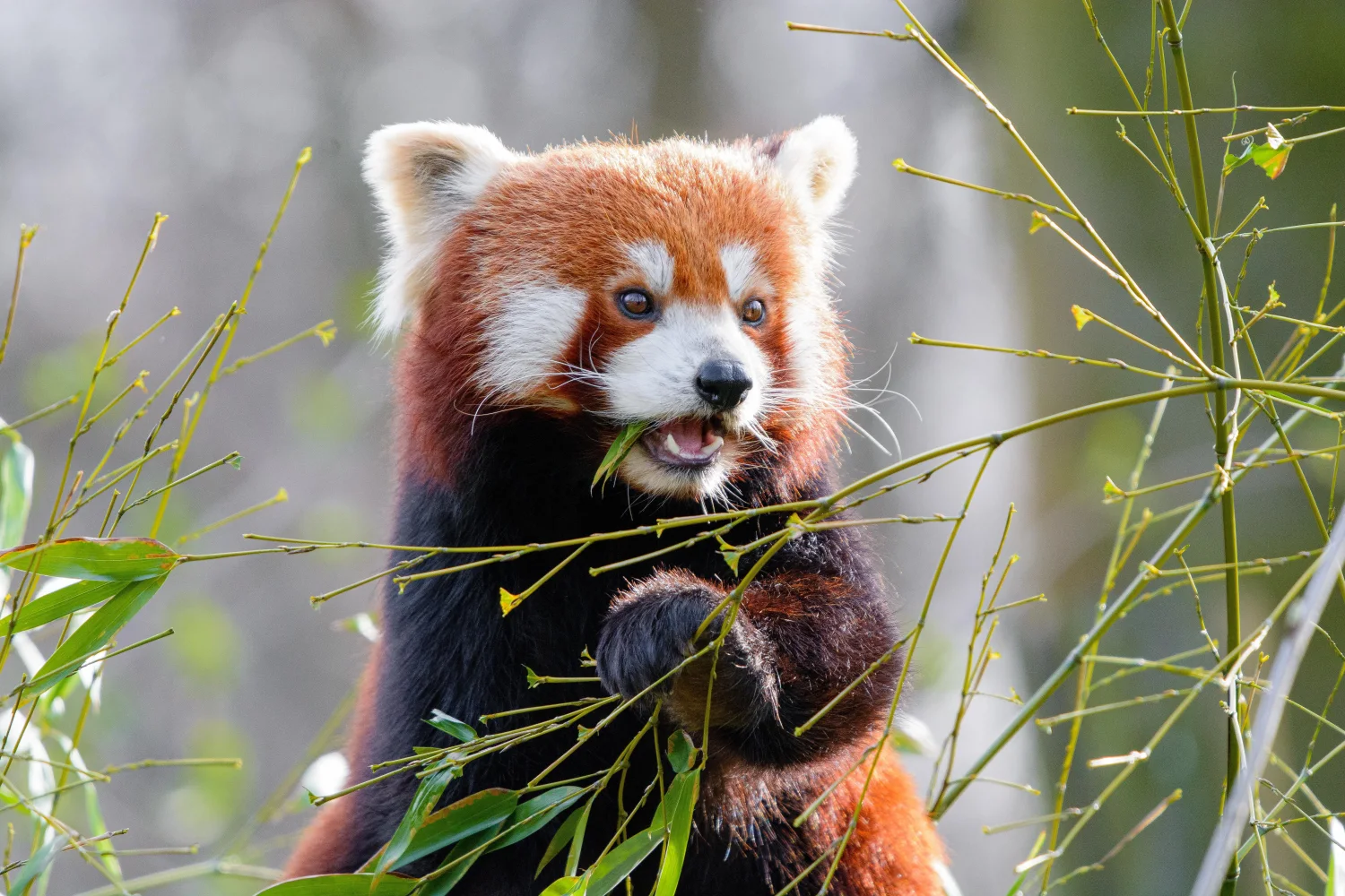 Süße kleine Panda knabbert Zweige Bambus