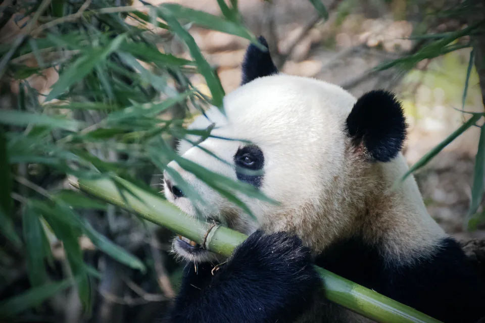 Tiermotiv – Große Panda knabbert