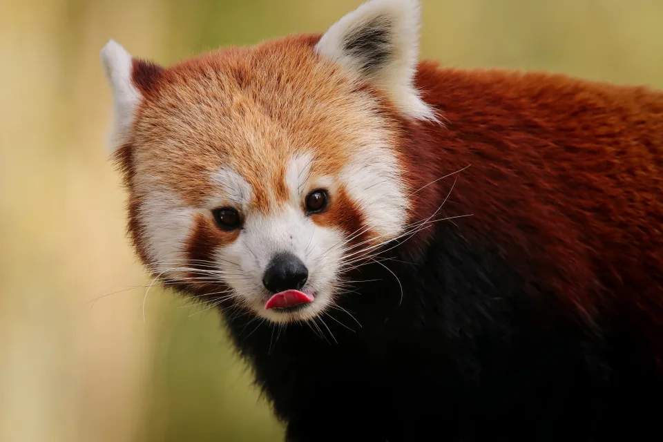 Tiermotiv – Große rote Panda
