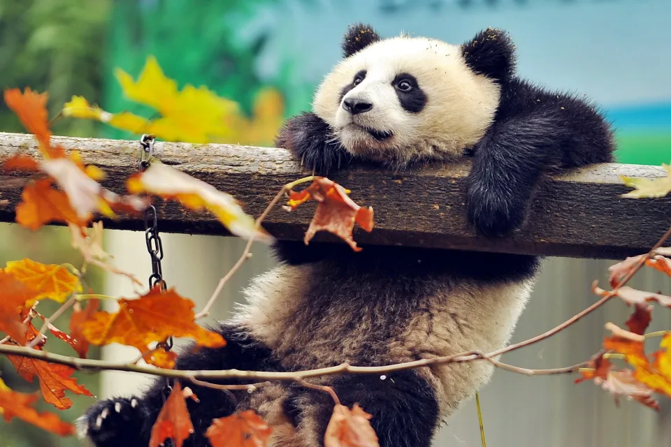 Tiermotiv – Panda hängt auf im Zoo