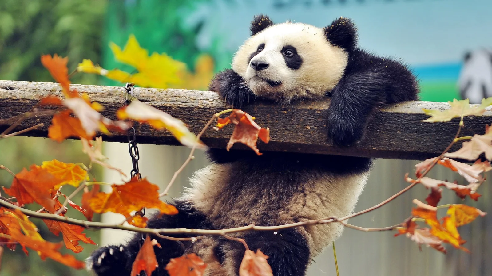 Tiermotiv – Panda hängt auf im Zoo