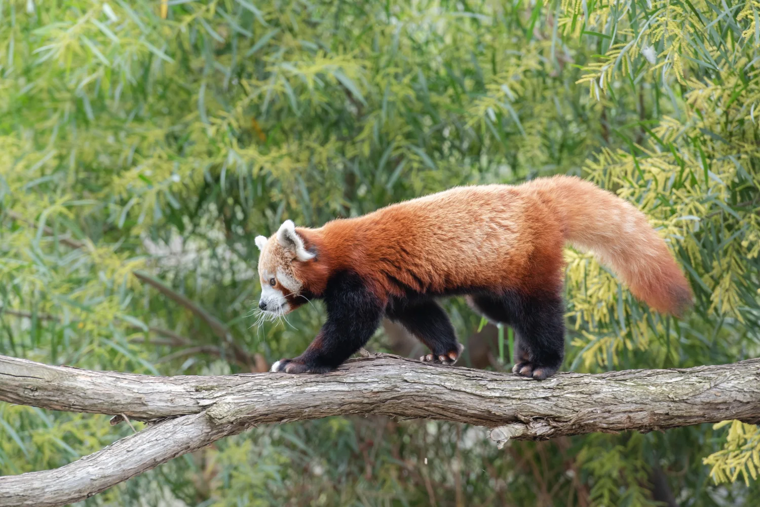 Tiermotiv – Rote Panda spaziert