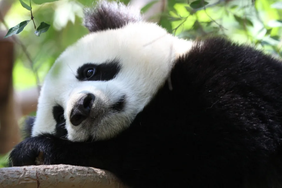 Traurige große Panda liegt auf einem Baum
