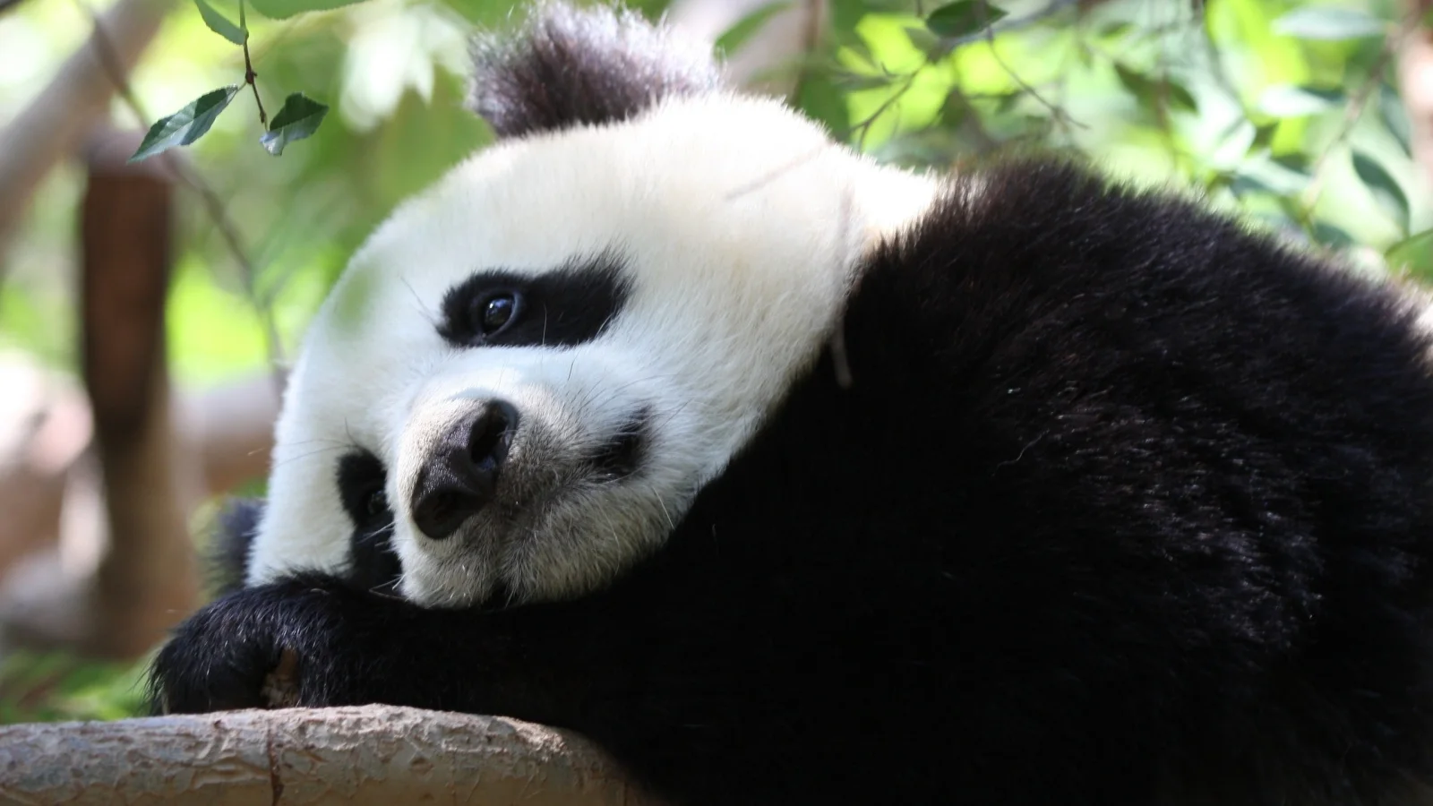 Traurige große Panda liegt auf einem Baum