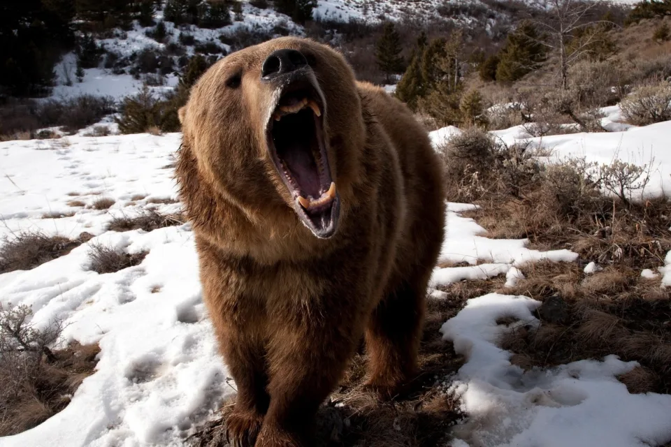 Wilder Braunbär mit scharfen Reißzähnen