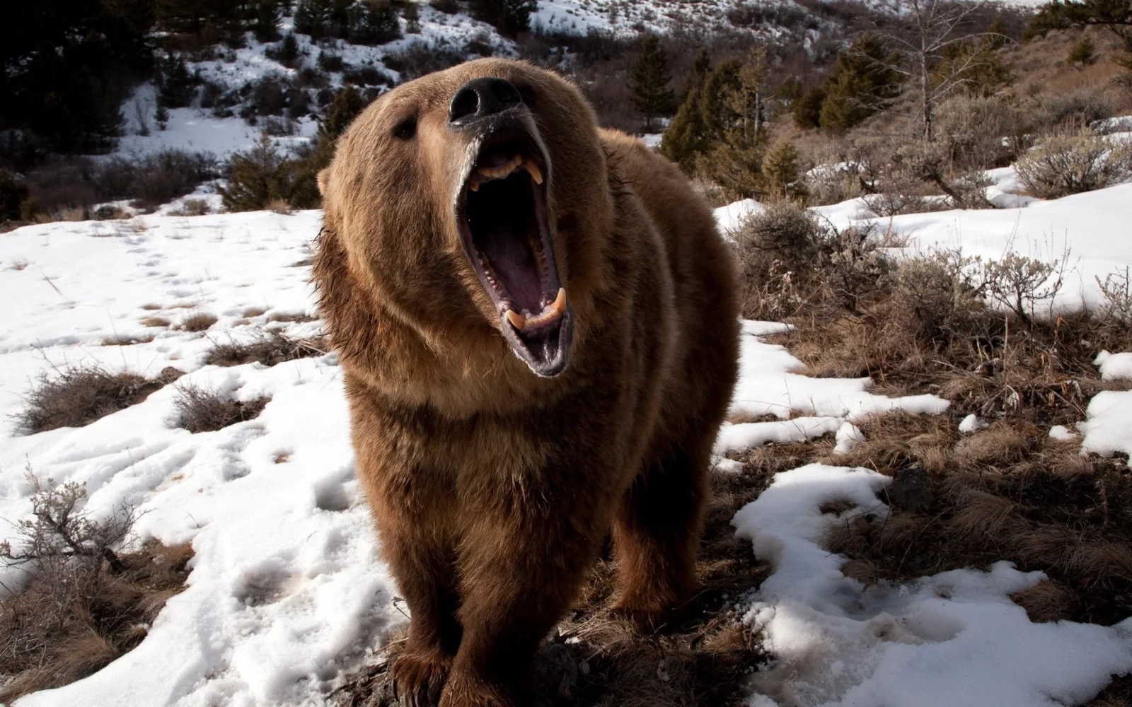 Wilder Braunbär mit scharfen Reißzähnen