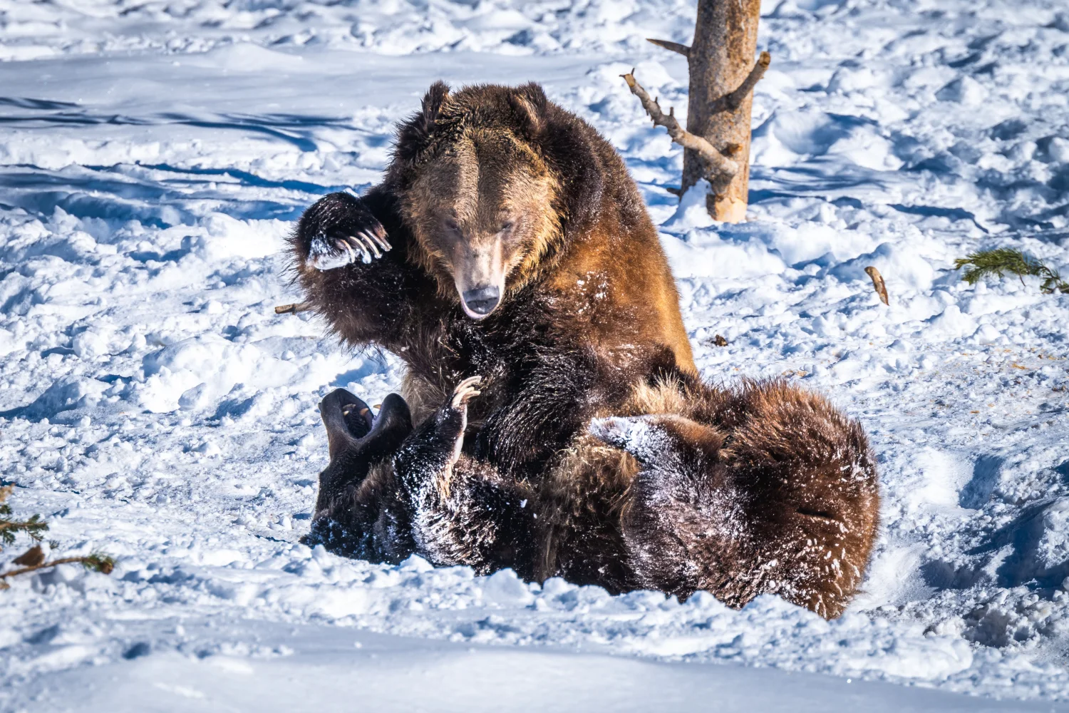 Zwei braunen Bär im Schnee