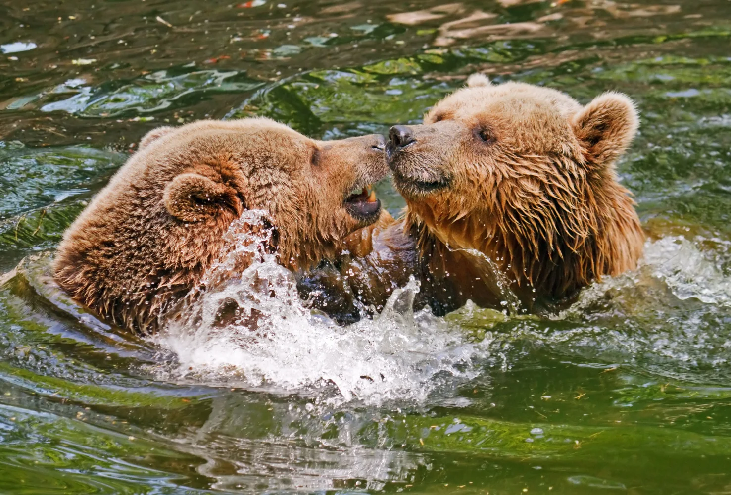 Zwei braunen Bär im Wasser
