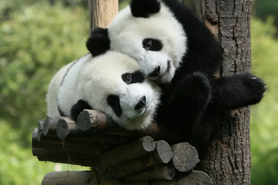 Zwei kleine Panda im Zoo