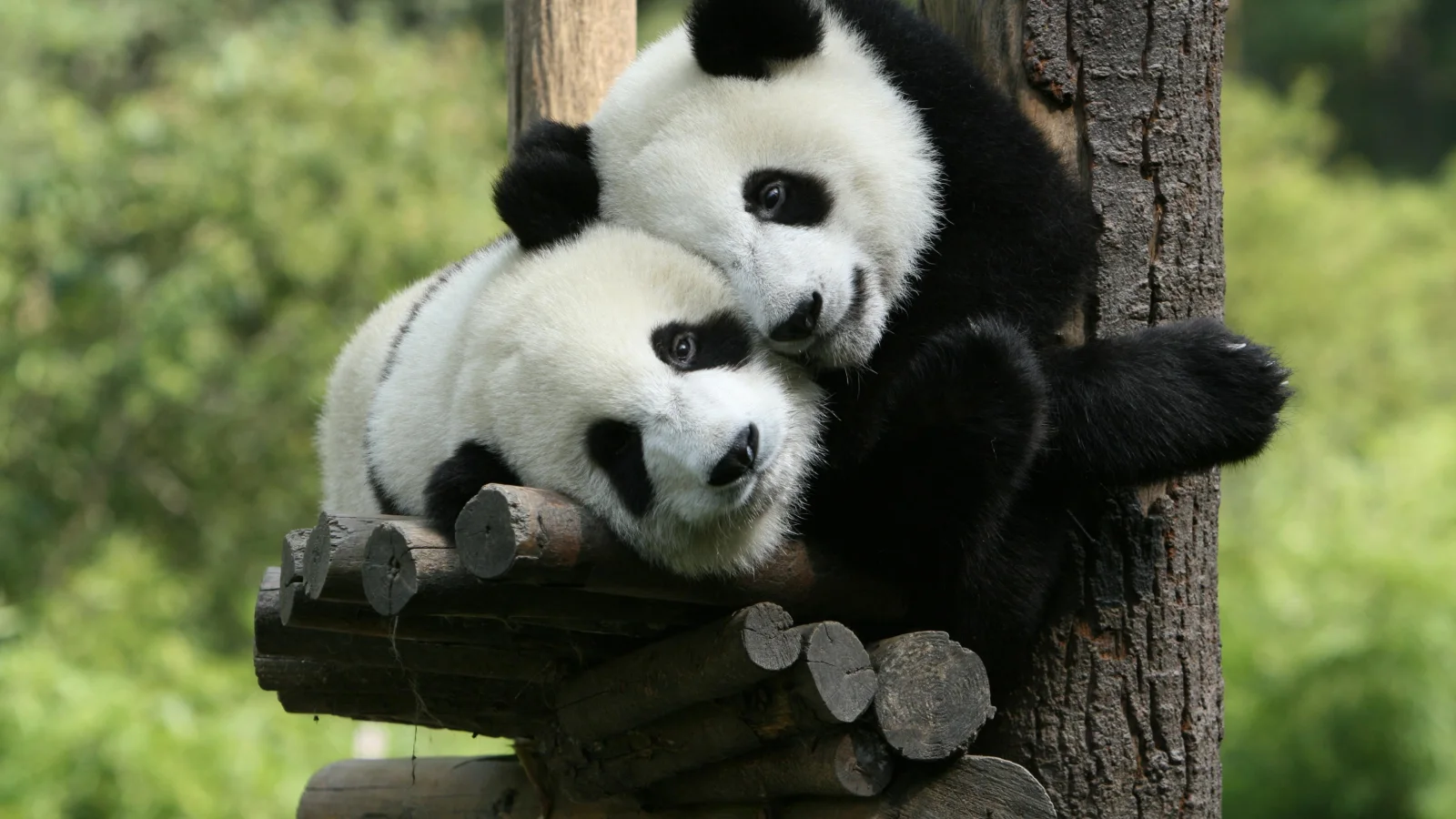Zwei kleine Panda im Zoo