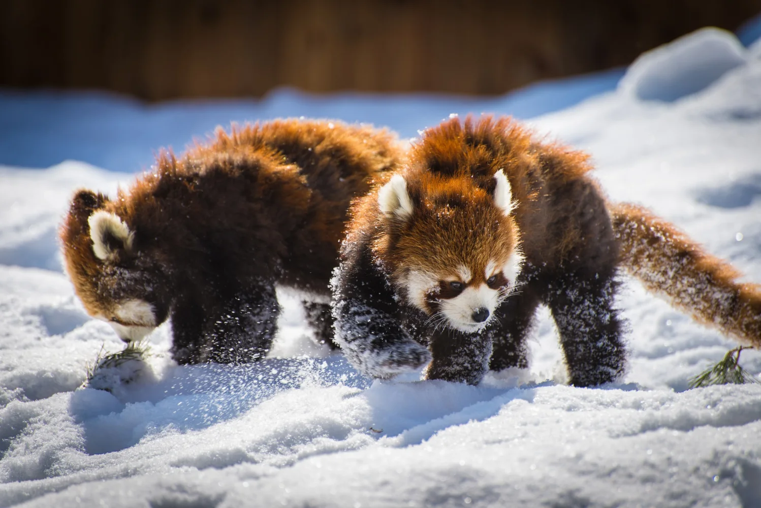 Zwei rote Panda spielen im Schnee
