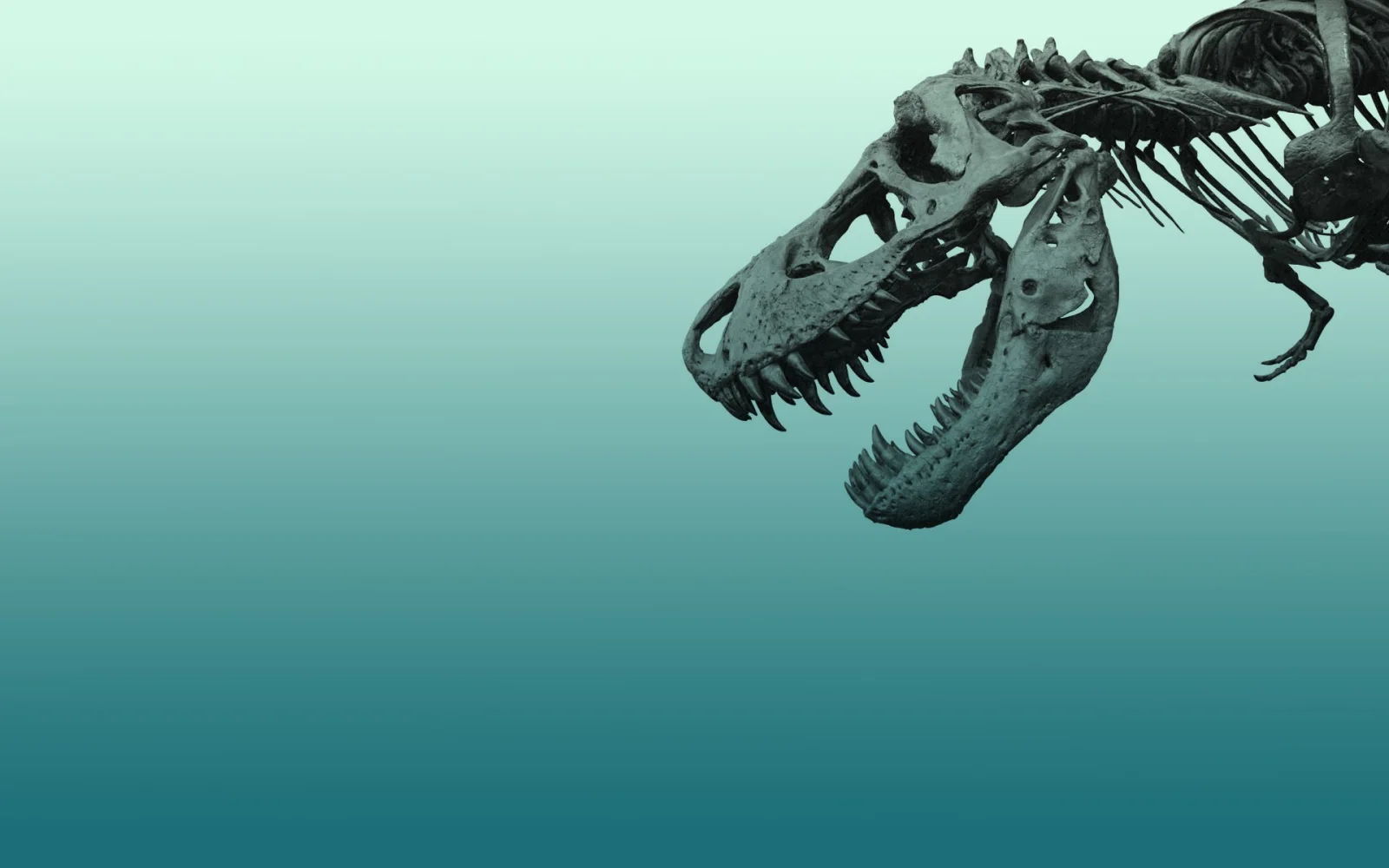 Dinosaurierschädel