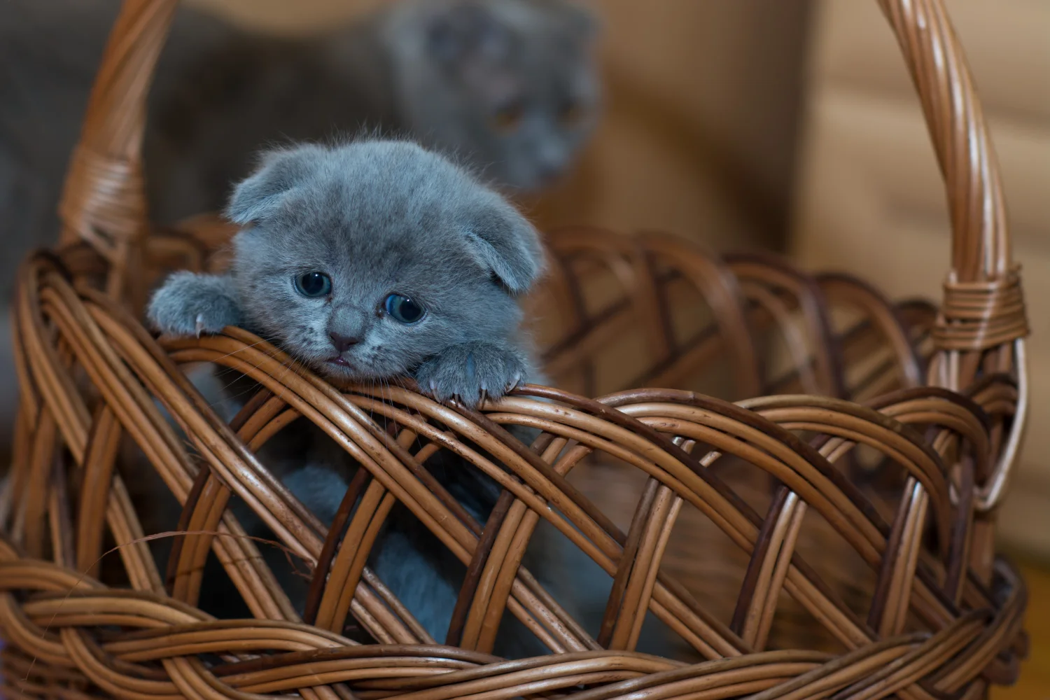 Russian Blau Kitten