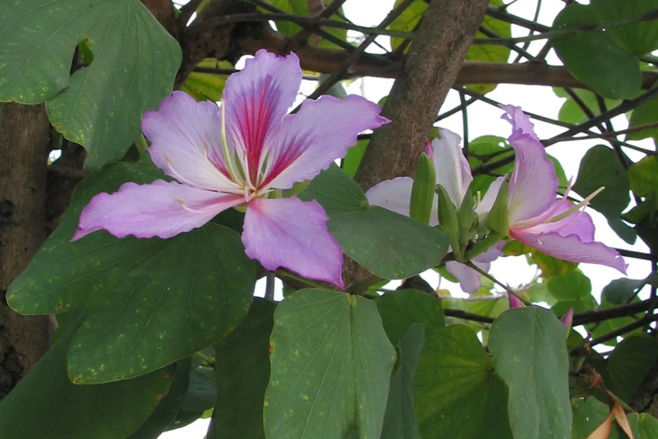 Brasilianischer Blume
