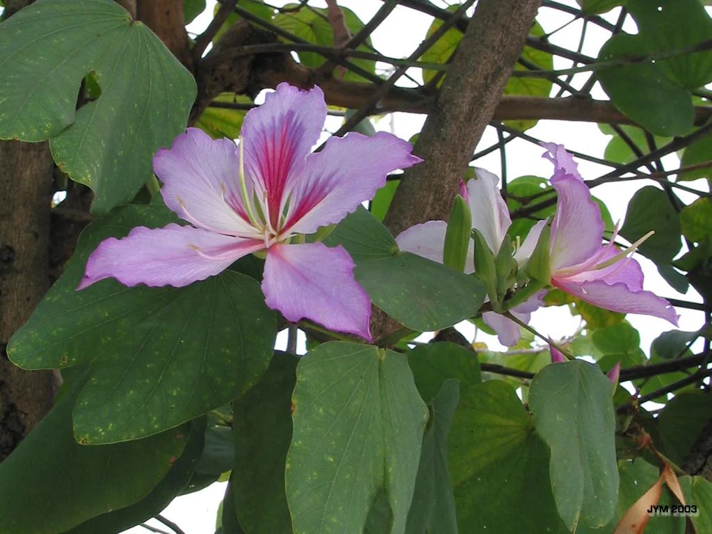 Brasilianischer Blume
