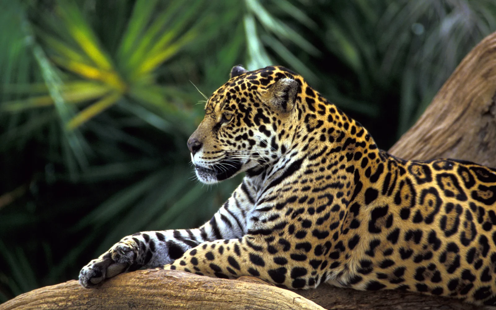 Raubtier in Brasilien