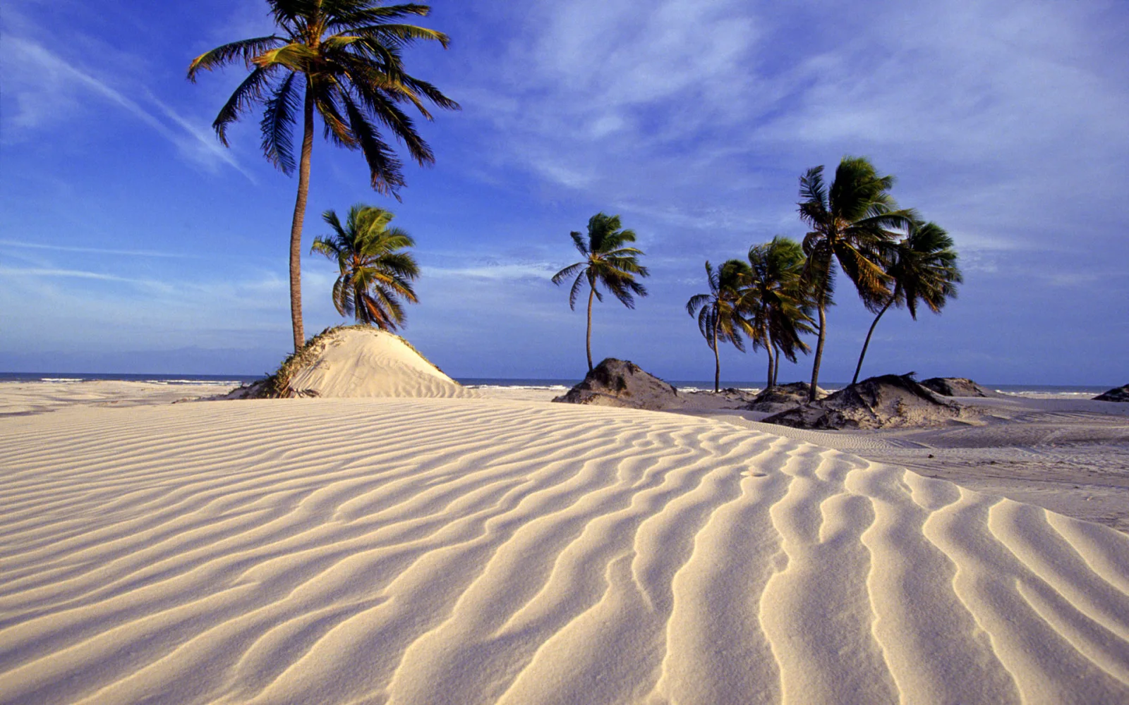 Strand und Palmen in Brasilien
