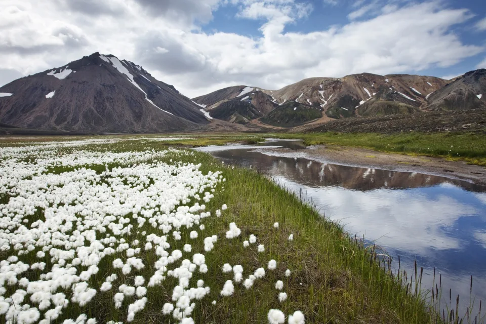 Wiesenblumen in Island