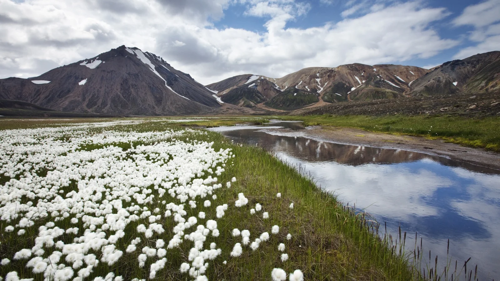 Wiesenblumen in Island