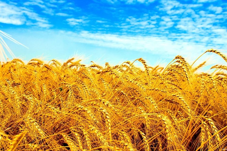 Gelbes Feld unter hellblauem Himmel in Ukraine