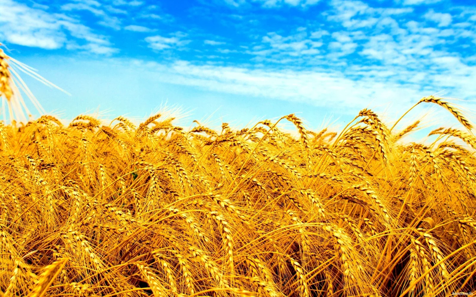 Gelbes Feld unter hellblauem Himmel in Ukraine