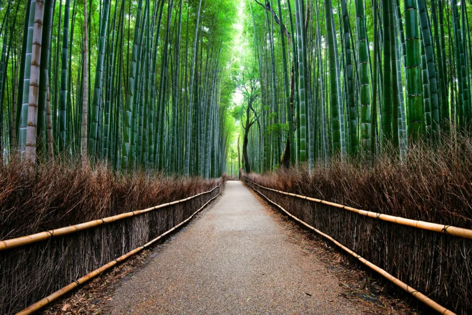 Bambus Wald in Kyoto, Japan