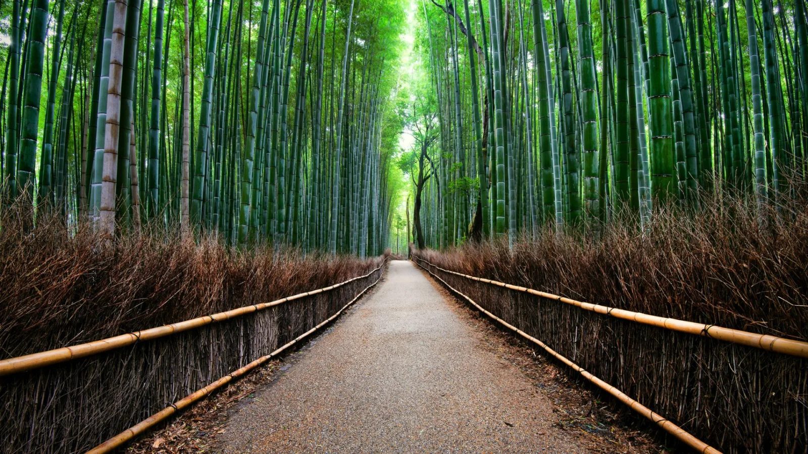 Bambus Wald in Kyoto, Japan