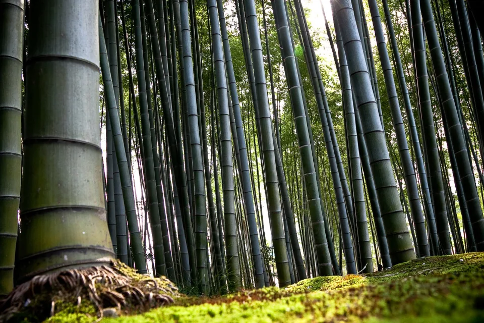 Bambus Wald