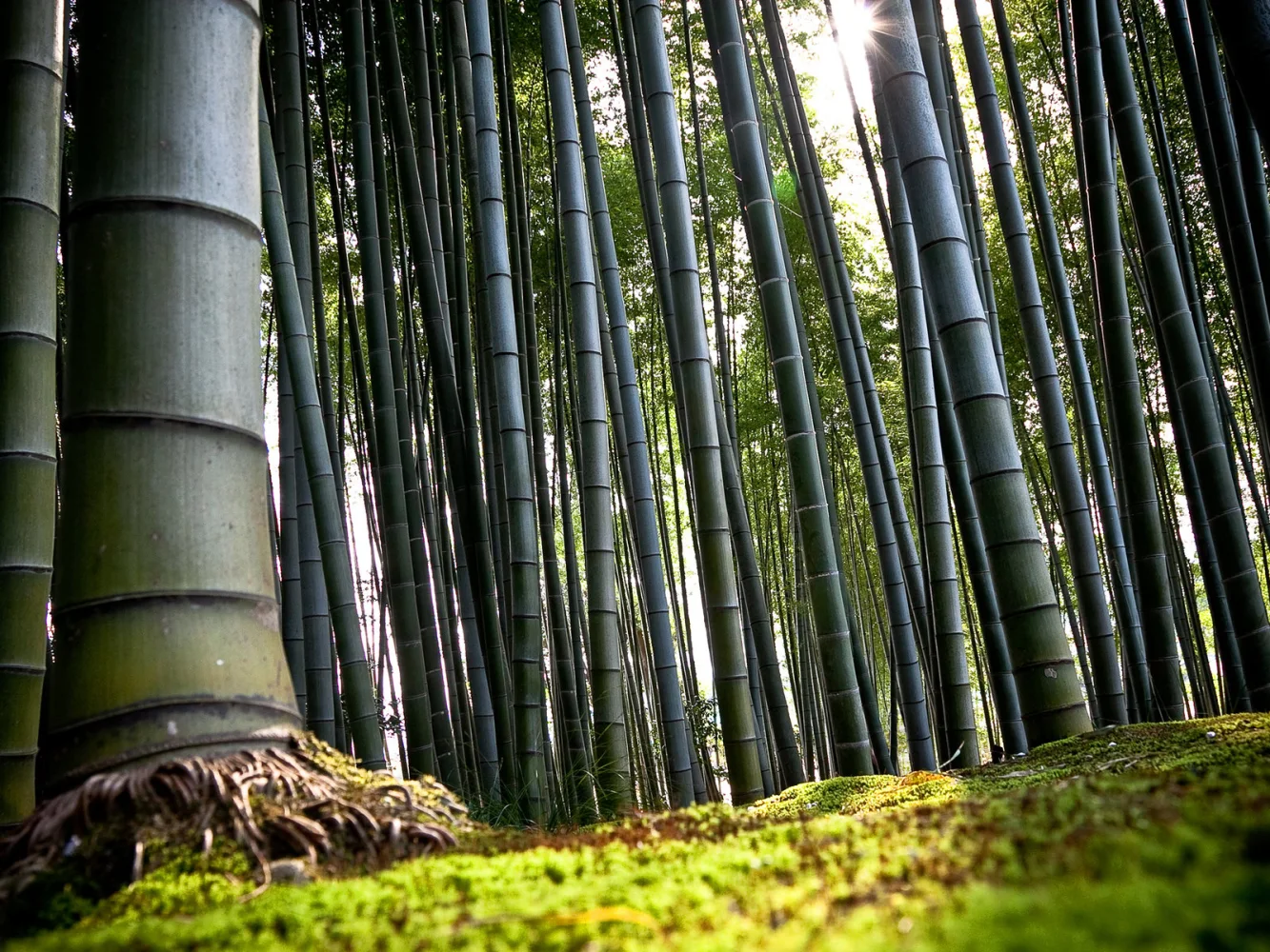 Bambus Wald