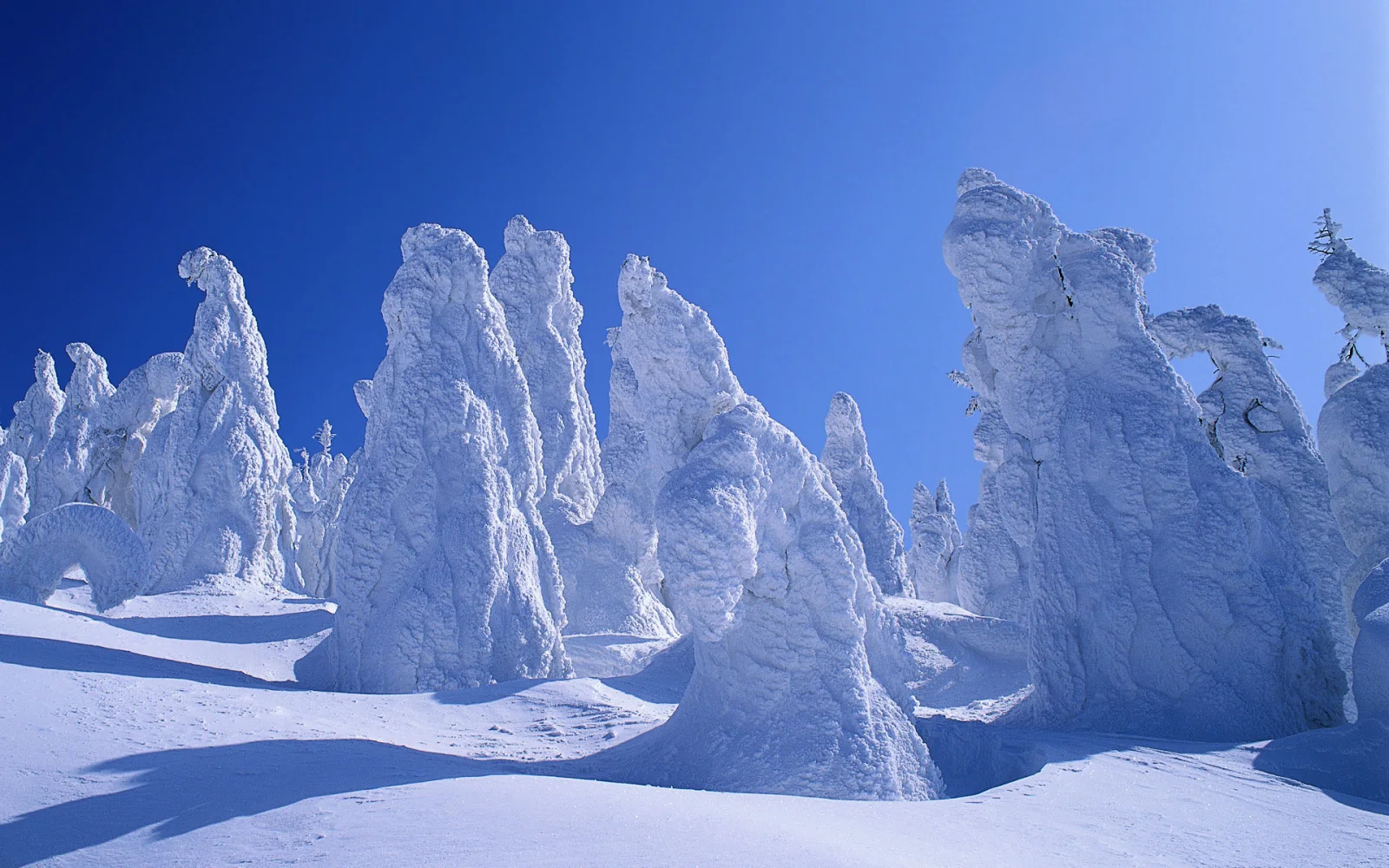 Baum schneebedeckte