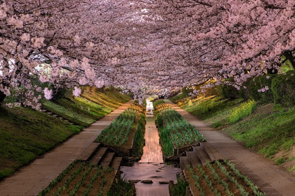 Frühlingshafter blühender Garten in Japan