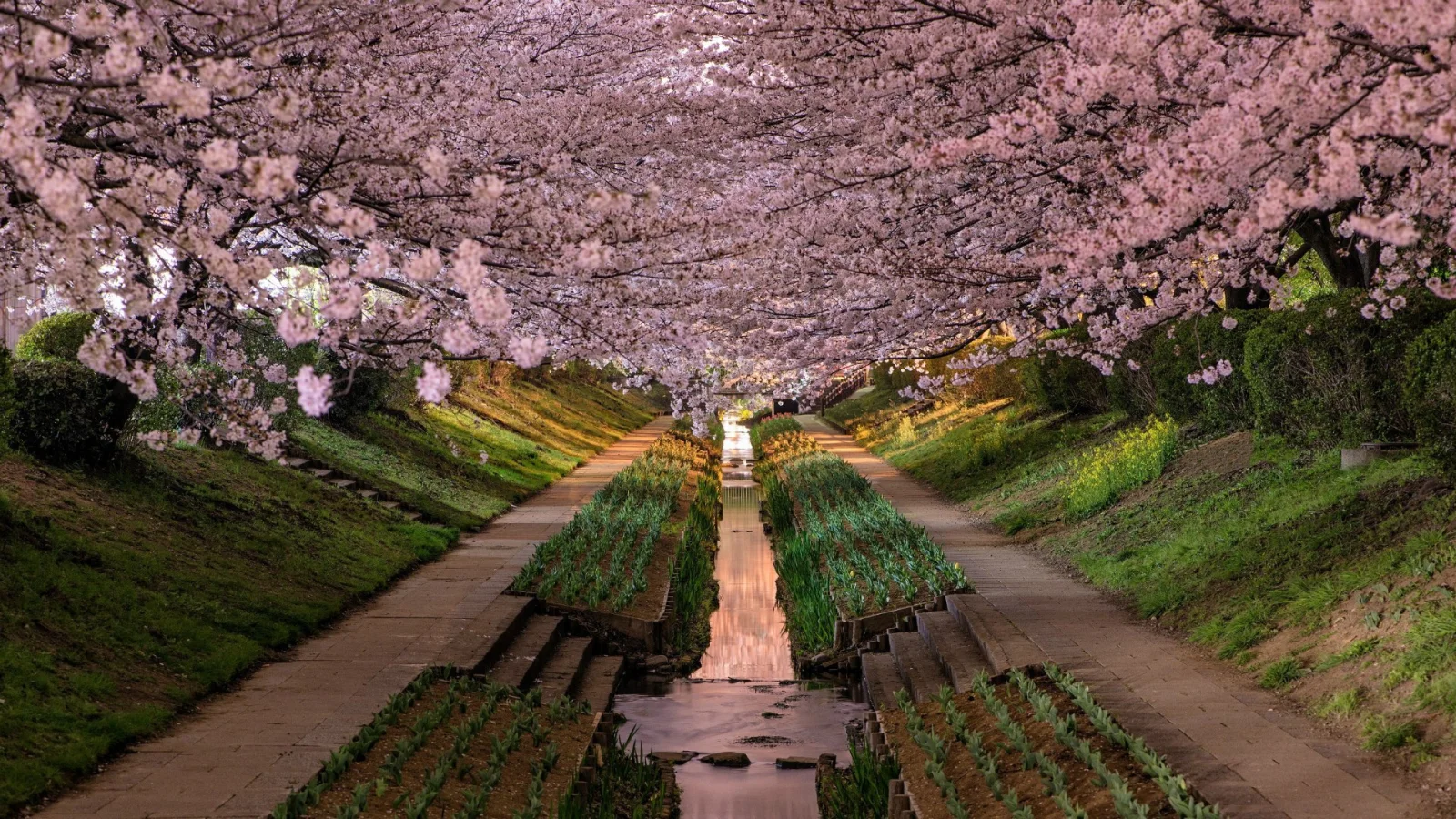 Frühlingshafter blühender Garten in Japan