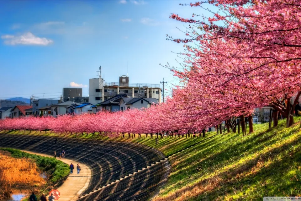 Kirschblüten entlang eines Weges in Japan