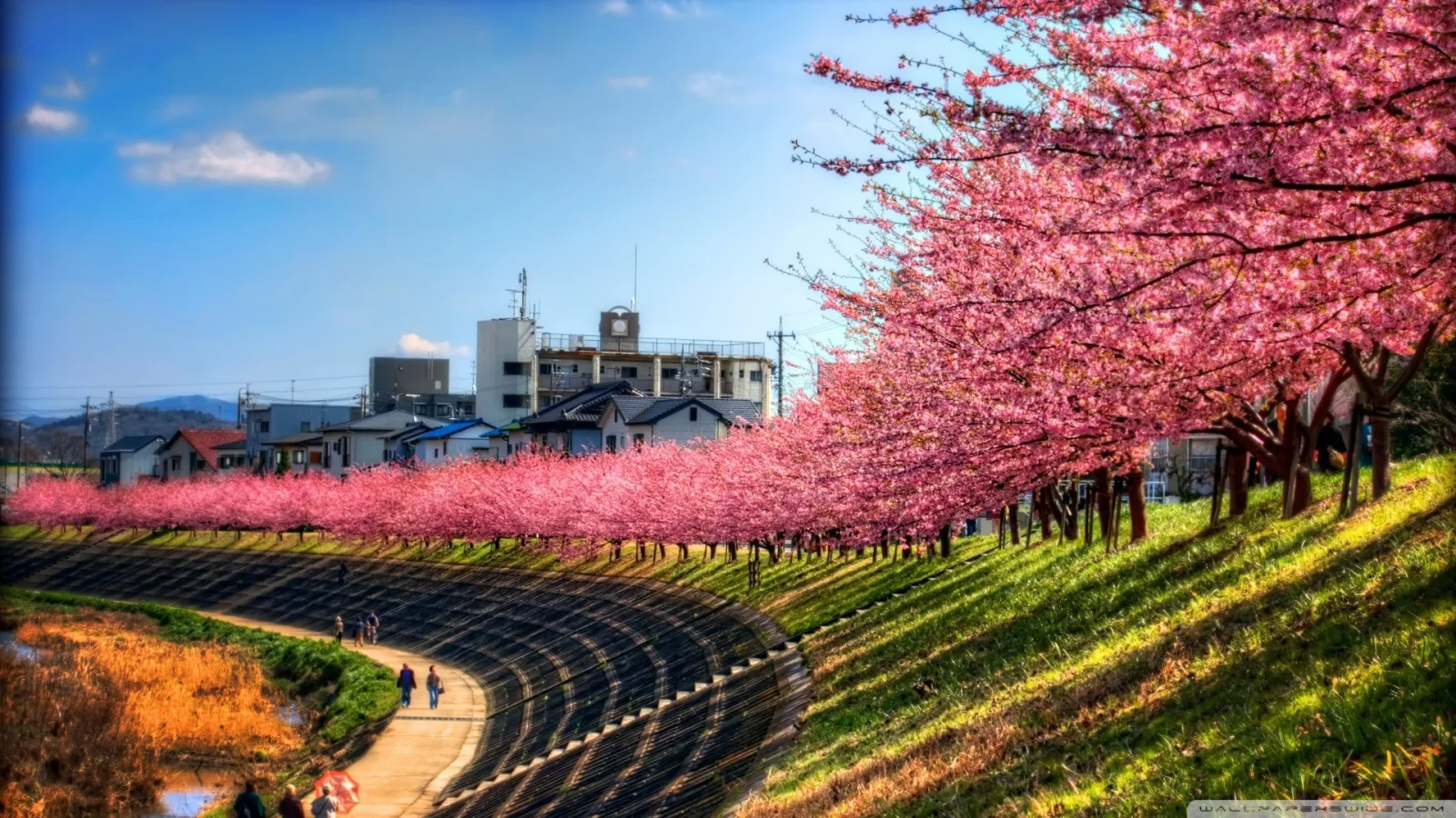Kirschblüten entlang eines Weges in Japan