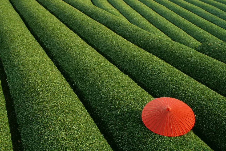Landschaft und Sehenswürdigkeiten – Wiese, Japan