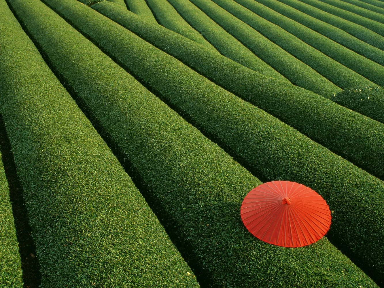Landschaft und Sehenswürdigkeiten – Wiese, Japan