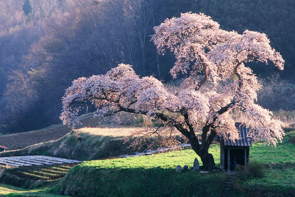 Sakura – japanische Kirschblüte