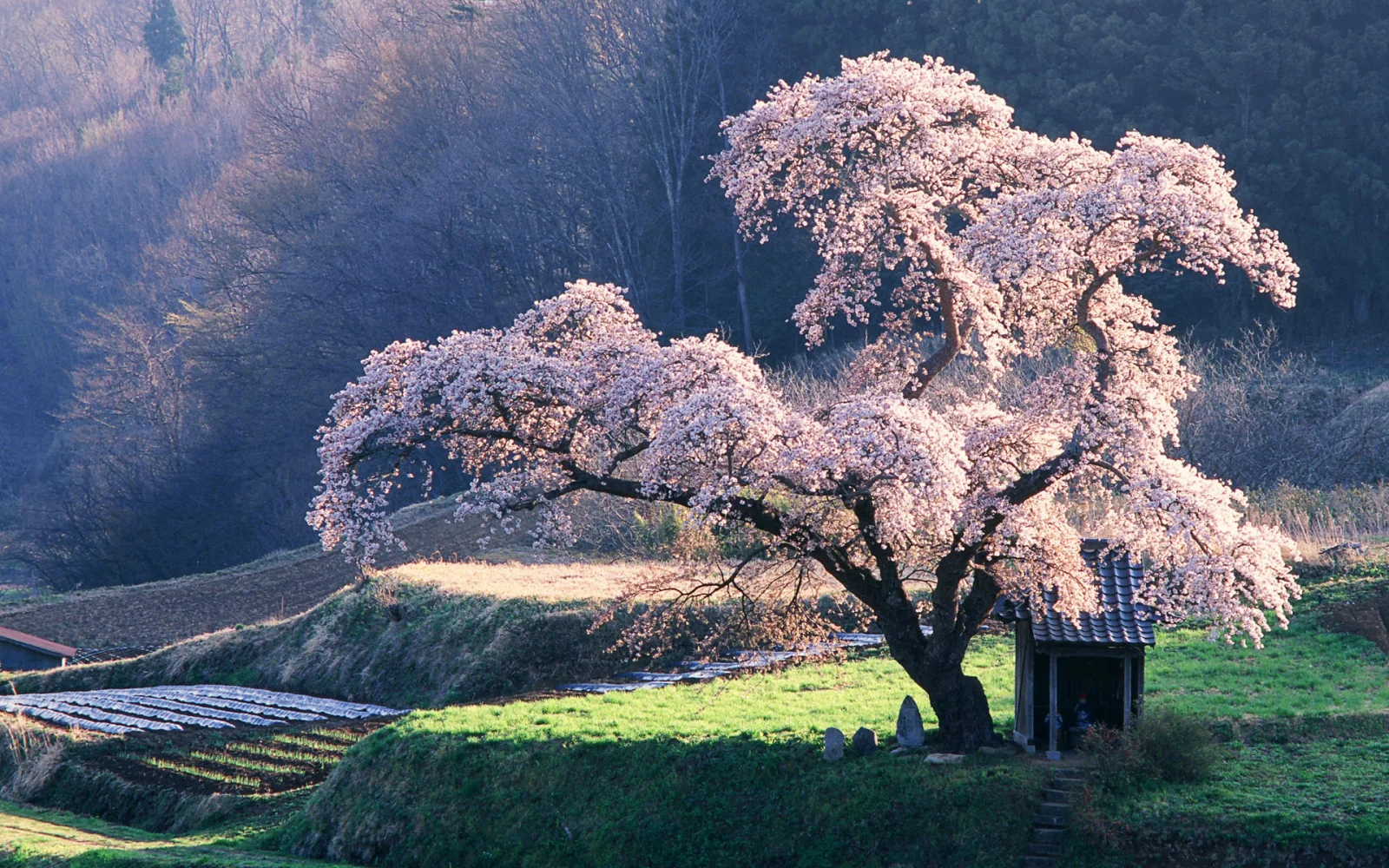 Sakura – japanische Kirschblüte